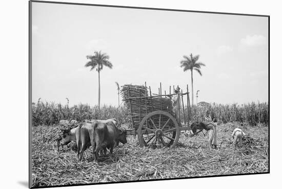 Gathering Cane on a Cuban Sugar Plantation-null-Mounted Photo