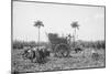 Gathering Cane on a Cuban Sugar Plantation-null-Mounted Photo