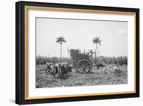 Gathering Cane on a Cuban Sugar Plantation-null-Framed Photo