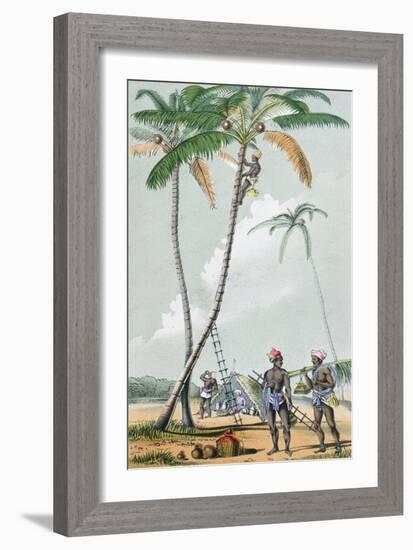 Gathering Coconuts for the Preparation of Toddy in India-null-Framed Giclee Print