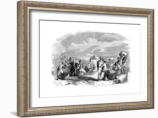 Gathering Cotton in a Cotton Plantation, C1895-null-Framed Giclee Print