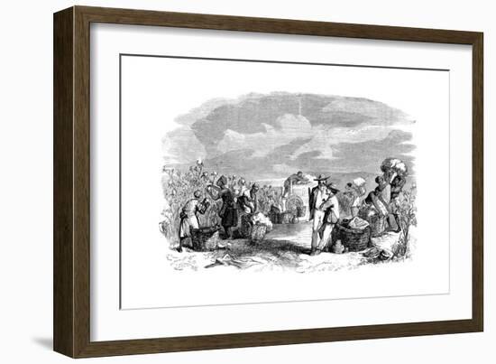 Gathering Cotton in a Cotton Plantation, C1895-null-Framed Giclee Print
