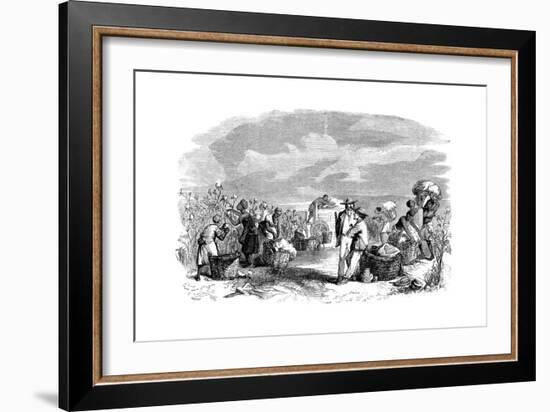 Gathering Cotton in a Cotton Plantation, C1895-null-Framed Giclee Print