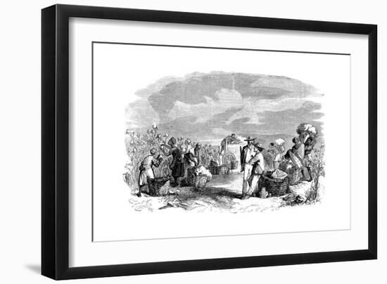 Gathering Cotton in a Cotton Plantation, C1895-null-Framed Giclee Print