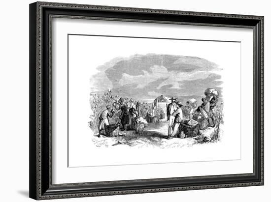 Gathering Cotton in a Cotton Plantation, C1895-null-Framed Giclee Print