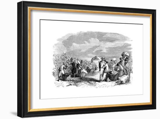 Gathering Cotton in a Cotton Plantation, C1895-null-Framed Giclee Print