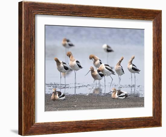 Gathering Flock-Wink Gaines-Framed Giclee Print