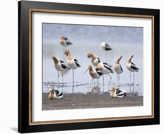 Gathering Flock-Wink Gaines-Framed Giclee Print