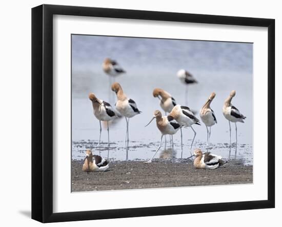 Gathering Flock-Wink Gaines-Framed Giclee Print