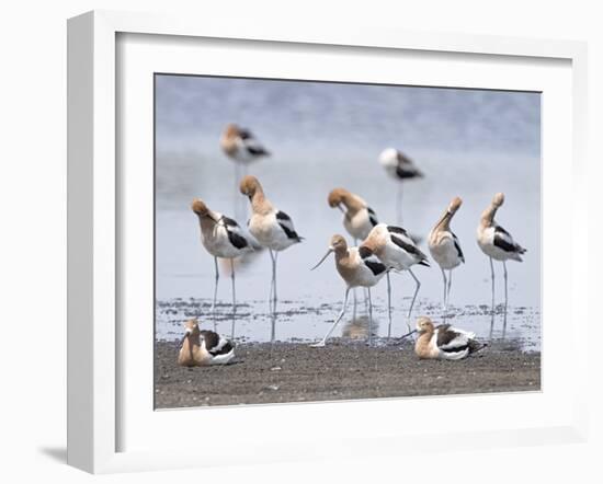 Gathering Flock-Wink Gaines-Framed Giclee Print