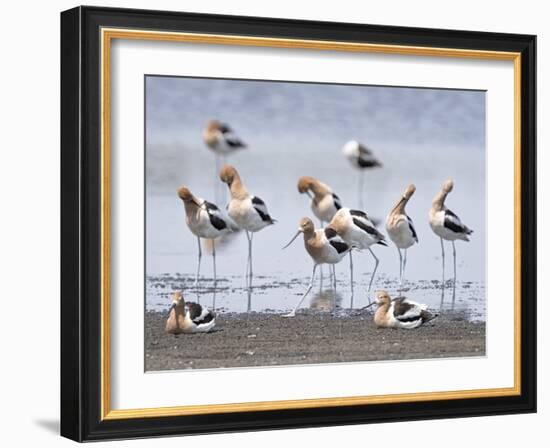 Gathering Flock-Wink Gaines-Framed Giclee Print