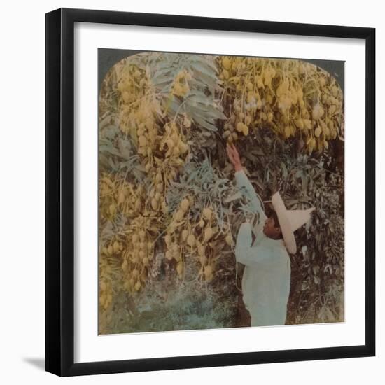 'Gathering luscious fruit from a heavily laden mango tree, Cuernavaca, Mexico', 1907-Elmer Underwood-Framed Photographic Print