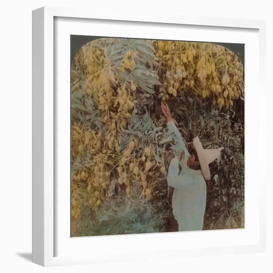 'Gathering luscious fruit from a heavily laden mango tree, Cuernavaca, Mexico', 1907-Elmer Underwood-Framed Photographic Print