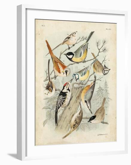 Gathering of Birds II-G. Lubbert-Framed Art Print