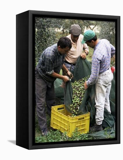 Gathering Olives for Fine Extra-Virgin Oil, Frantoio Galantino, Bisceglie, Puglia, Italy-Michael Newton-Framed Premier Image Canvas