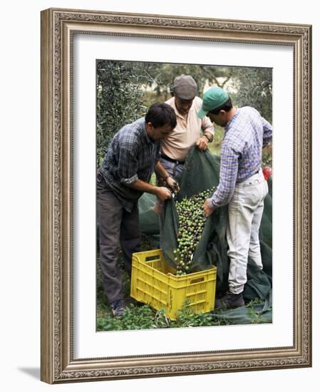 Gathering Olives for Fine Extra-Virgin Oil, Frantoio Galantino, Bisceglie, Puglia, Italy-Michael Newton-Framed Photographic Print