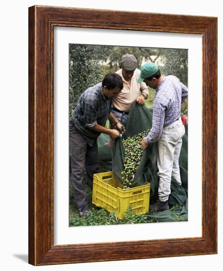 Gathering Olives for Fine Extra-Virgin Oil, Frantoio Galantino, Bisceglie, Puglia, Italy-Michael Newton-Framed Photographic Print