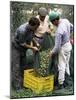 Gathering Olives for Fine Extra-Virgin Oil, Frantoio Galantino, Bisceglie, Puglia, Italy-Michael Newton-Mounted Photographic Print