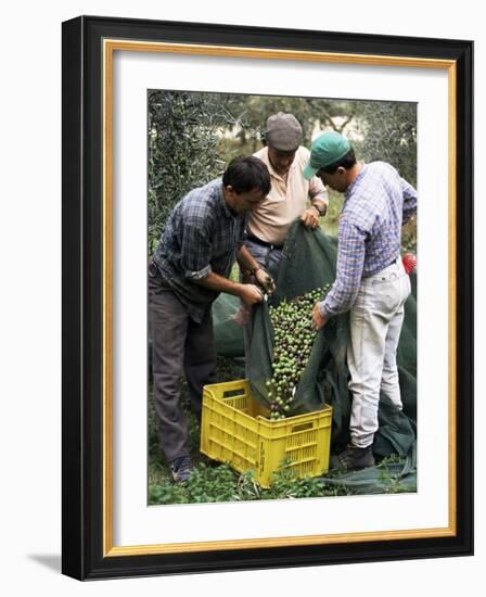 Gathering Olives for Fine Extra-Virgin Oil, Frantoio Galantino, Bisceglie, Puglia, Italy-Michael Newton-Framed Photographic Print