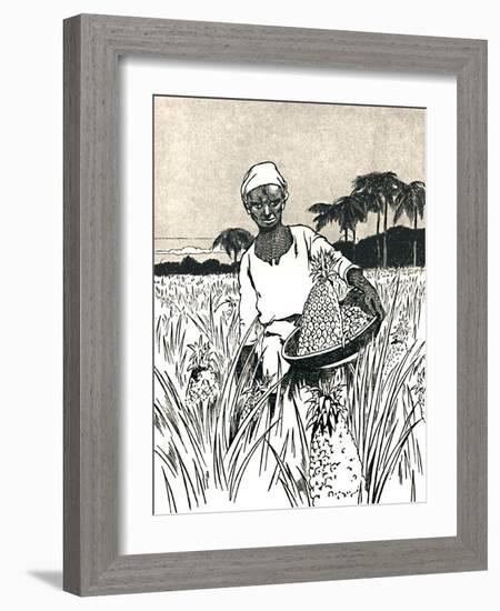 'Gathering Pineapples', 1912-Charles Robinson-Framed Giclee Print