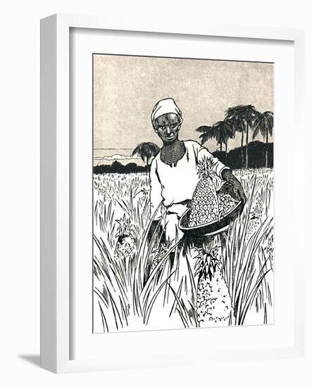 'Gathering Pineapples', 1912-Charles Robinson-Framed Giclee Print