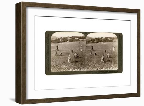 Gathering Tares from Wheat in the Stony Fields of Bethel (Bayti), Palestine, 1900-Underwood & Underwood-Framed Giclee Print
