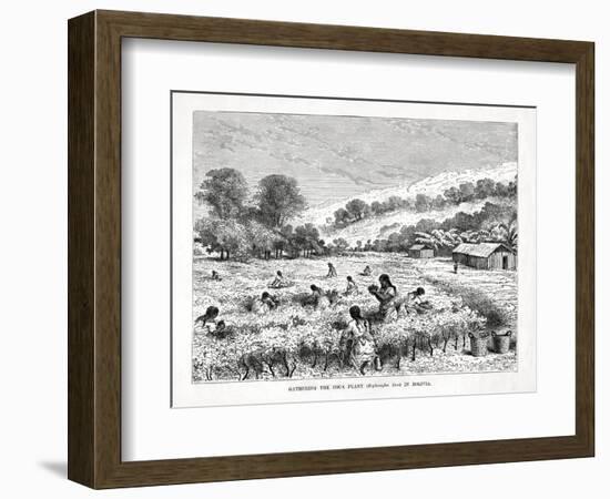 Gathering the Coca Plant (Erythroxylum Coc) in Bolivia, 1877-null-Framed Giclee Print