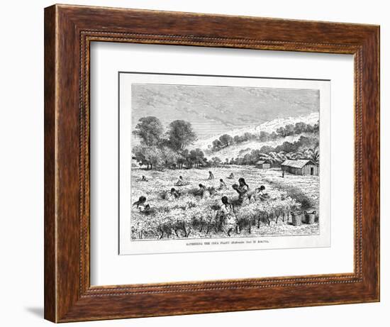 Gathering the Coca Plant (Erythroxylum Coc) in Bolivia, 1877-null-Framed Giclee Print