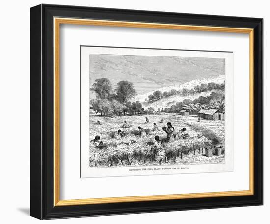 Gathering the Coca Plant (Erythroxylum Coc) in Bolivia, 1877-null-Framed Giclee Print