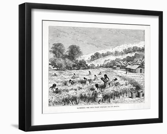 Gathering the Coca Plant (Erythroxylum Coc) in Bolivia, 1877-null-Framed Giclee Print