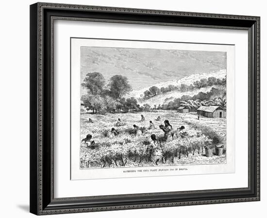 Gathering the Coca Plant (Erythroxylum Coc) in Bolivia, 1877-null-Framed Giclee Print