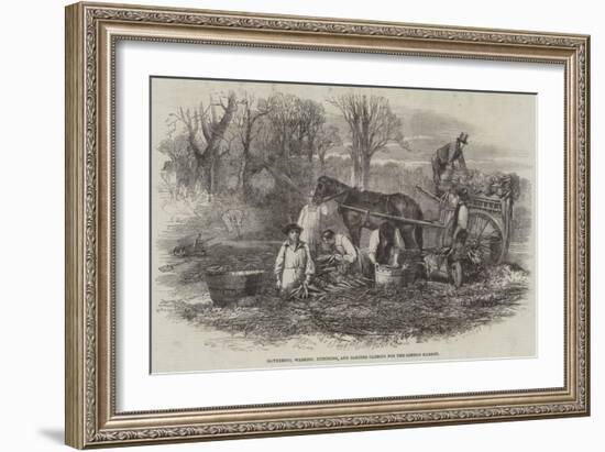 Gathering, Washing, Bunching, and Carting Carrots for the London Market-null-Framed Giclee Print