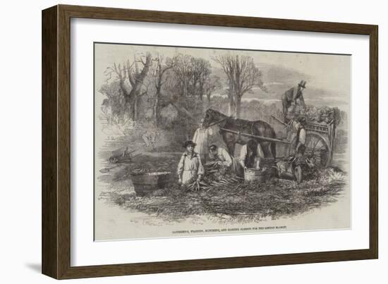 Gathering, Washing, Bunching, and Carting Carrots for the London Market-null-Framed Giclee Print