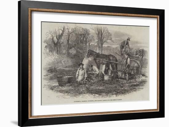 Gathering, Washing, Bunching, and Carting Carrots for the London Market-null-Framed Giclee Print