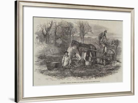 Gathering, Washing, Bunching, and Carting Carrots for the London Market-null-Framed Giclee Print