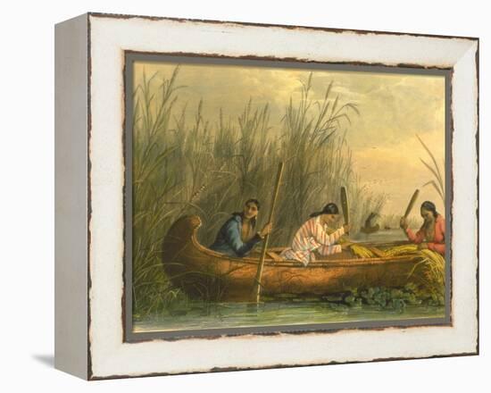 Gathering Wild Rice, 1853-Seth Eastman-Framed Premier Image Canvas