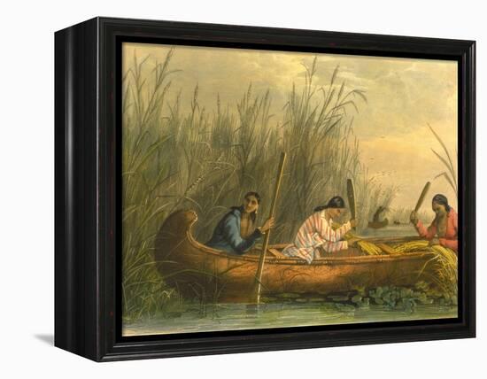Gathering Wild Rice, 1853-Seth Eastman-Framed Premier Image Canvas