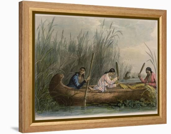 Gathering Wild Rice-Seth Eastman-Framed Premier Image Canvas