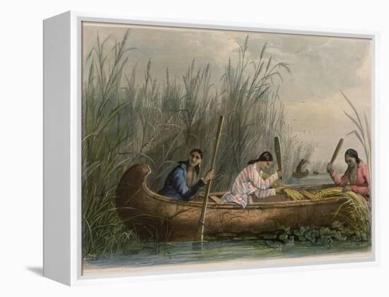 Gathering Wild Rice-Seth Eastman-Framed Premier Image Canvas