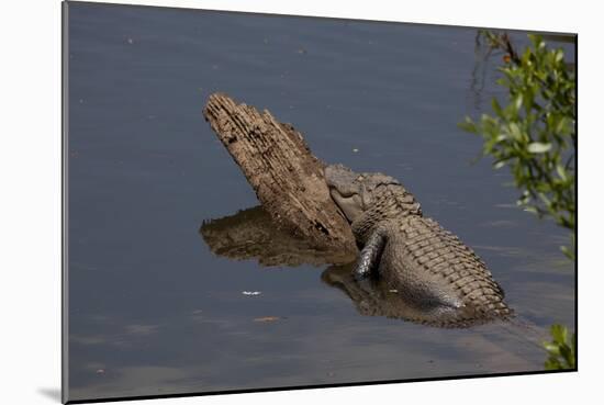 Gator Alley At The D'Olive Boardwalk Park In Daphne, Alabama-Carol Highsmith-Mounted Art Print