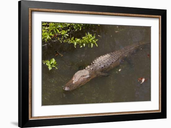 Gator Alley At The D'Olive Boardwalk Park In Daphne, Alabama-Carol Highsmith-Framed Art Print