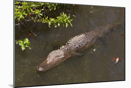 Gator Alley At The D'Olive Boardwalk Park In Daphne, Alabama-Carol Highsmith-Mounted Art Print