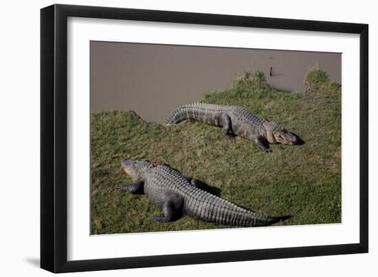 Gator Alley At The D'Olive Boardwalk Park In Daphne, Alabama-Carol Highsmith-Framed Art Print