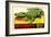 Gator from Okefenokee Swamp Park-null-Framed Art Print