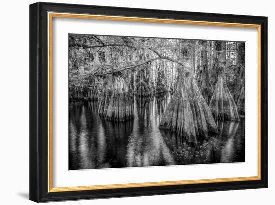 Gator Hook-Dennis Goodman-Framed Photographic Print