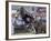 Gaucho, or Cowboy, is Thrown from a Horse as He Competes in a Rodeo in Montevideo-null-Framed Photographic Print