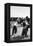 Gauchos before Working-Mario de Biasi-Framed Premier Image Canvas