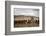 Gauchos with Cattle at the Huechahue Estancia, Patagonia, Argentina, South America-Yadid Levy-Framed Photographic Print