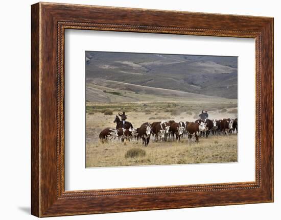 Gauchos with Cattle at the Huechahue Estancia, Patagonia, Argentina, South America-Yadid Levy-Framed Photographic Print