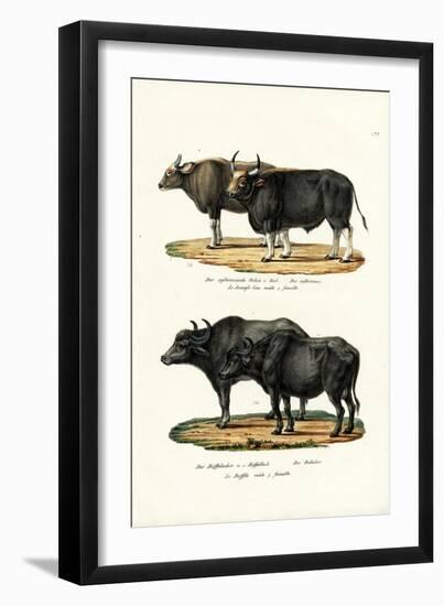 Gaur, 1824-Karl Joseph Brodtmann-Framed Giclee Print